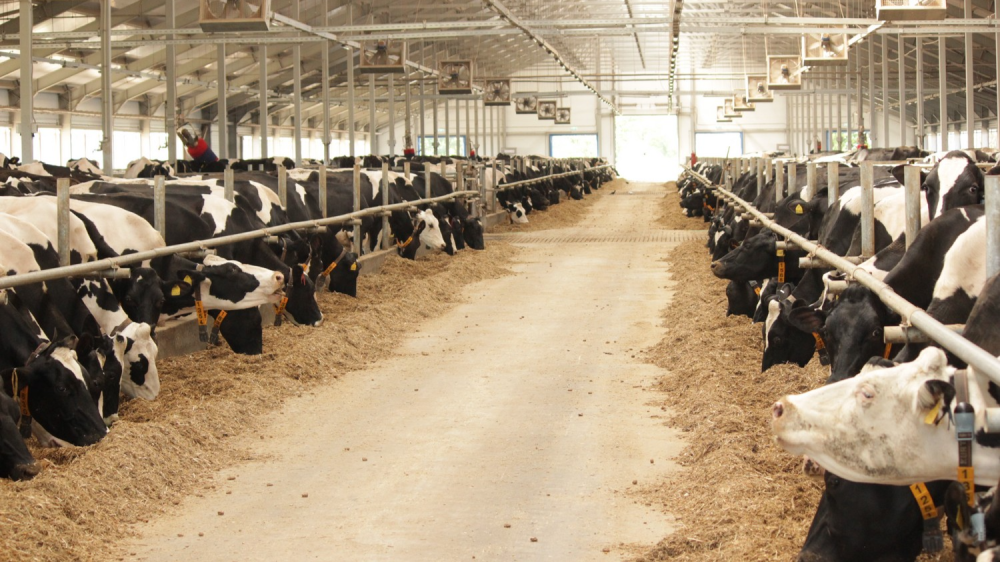 «Племзавод «Пушкинское»