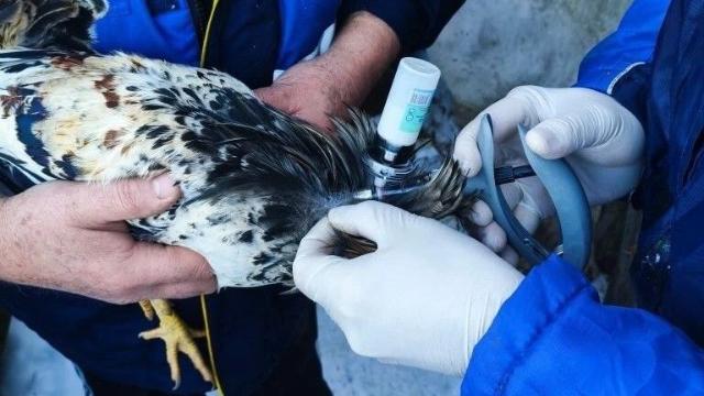 вакцинация птицы