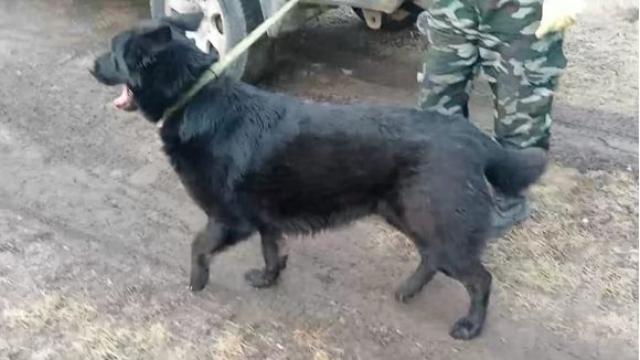 бездомная собака