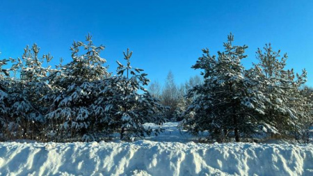искусственное лесовосстановление