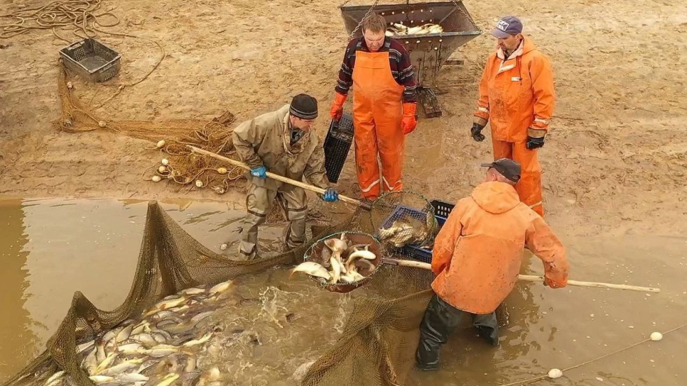 Производство товарной рыбы в Нижегородской области увеличилось 