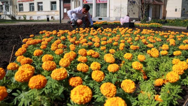цветы в Нижнем Новгороде