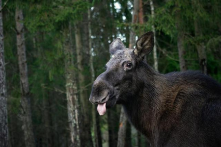Лось