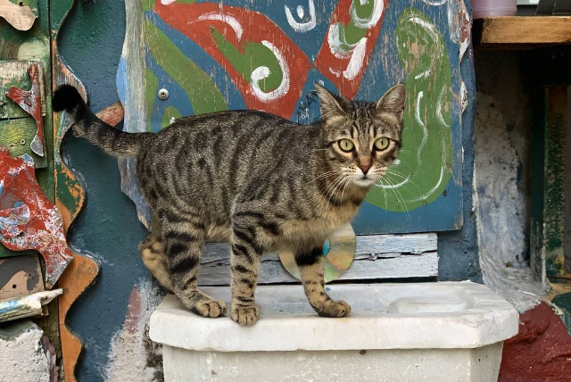 В Нижнем Новгороде устанавливают уличные домики для бездомных кошек