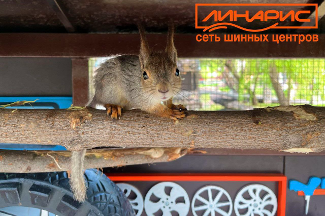 Белки