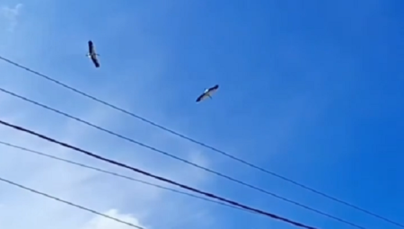 Аисты
