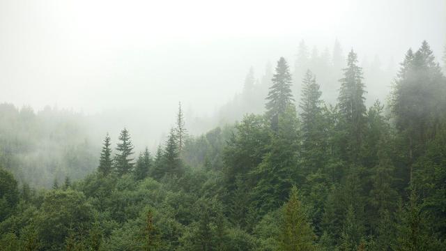 Лесные горизонты