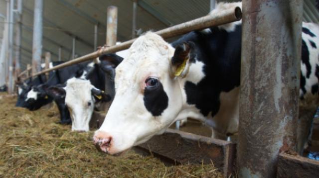 ивановская ферма