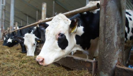 ивановская ферма