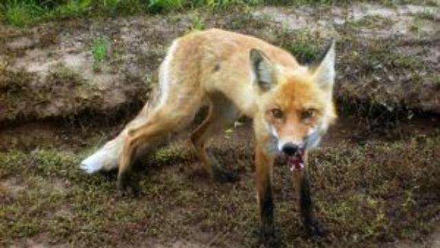 бешенство лис