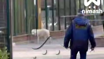 Волк сбежал из вольера в нижегородском зоопарке