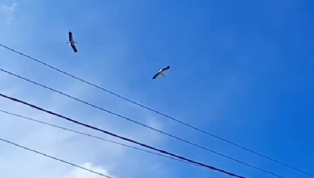 Аисты
