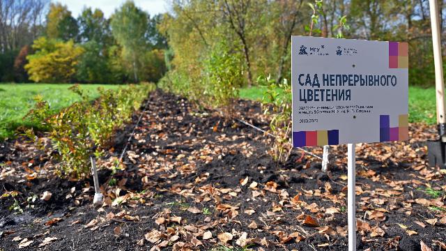 Сад непрерывного цветения