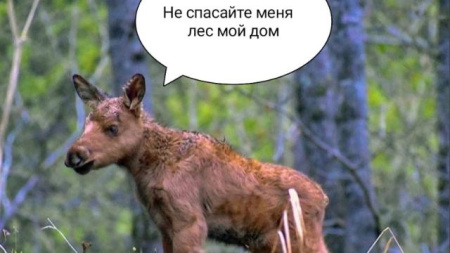 детёныш лося