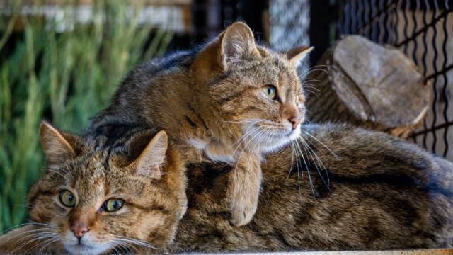 лесные коты