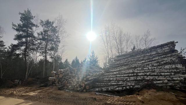 Пензенский лес