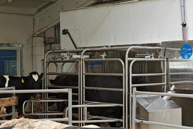 Доильный робот