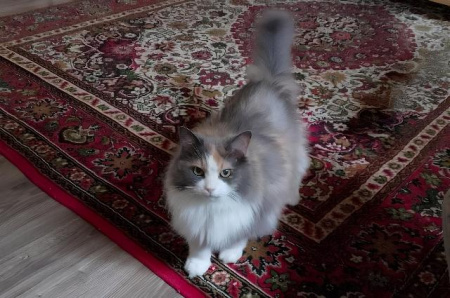Кошка