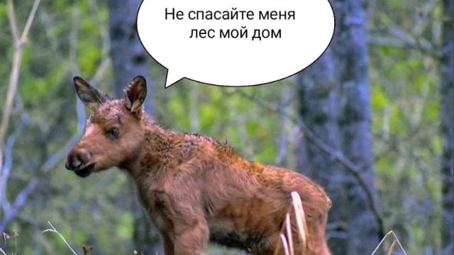 детёныш лося