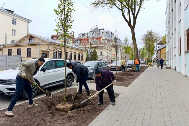 Посадка деревьев