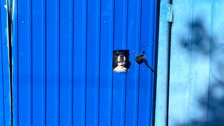 домашняя собака